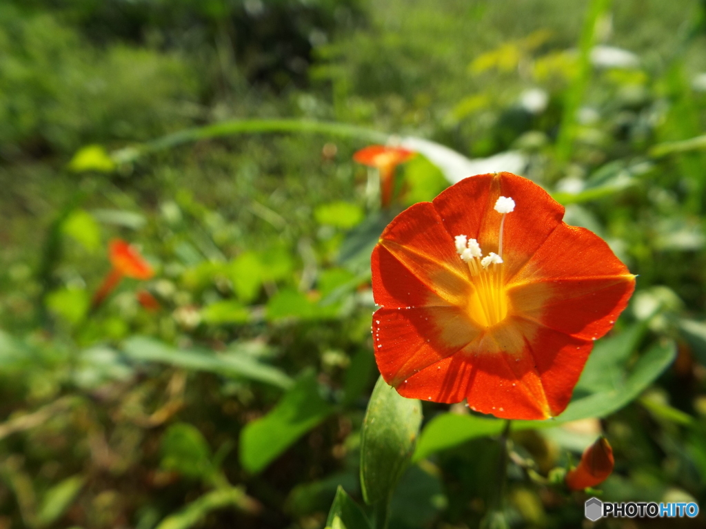 丸葉縷紅草2