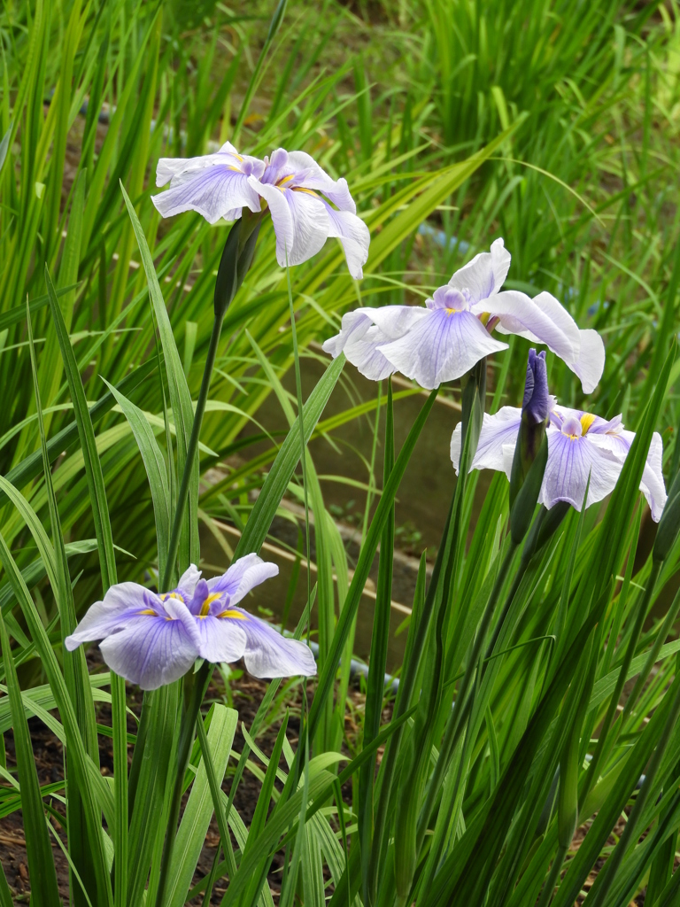 智光山公園・花菖蒲14