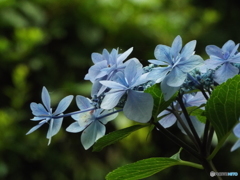 昭和記念公園・紫陽花8