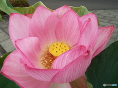 昭和記念公園・蓮17