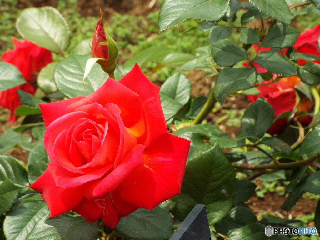 薔薇15