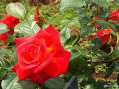 薔薇15