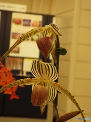 らん展7