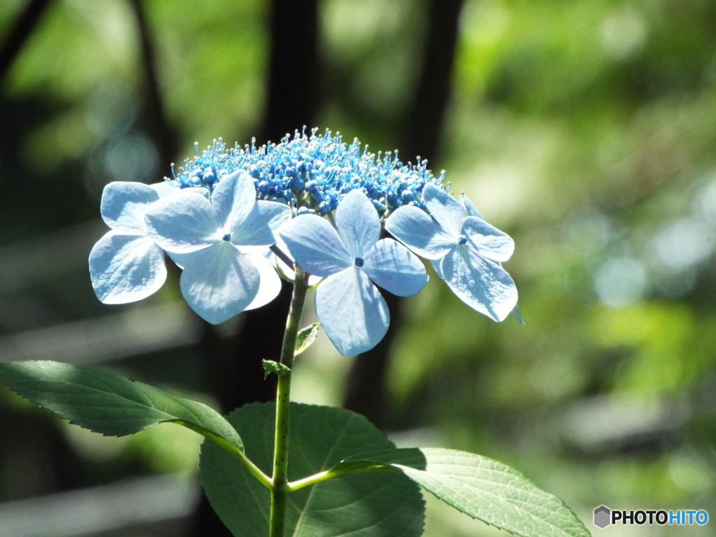 東京都薬用植物園・紫陽花5