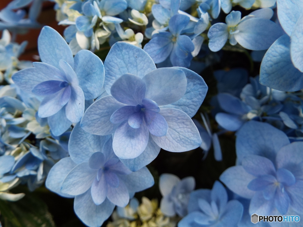 豊島園・紫陽花14