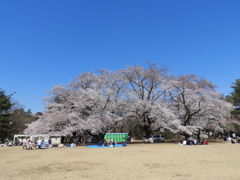 稲荷山公園・桜 2