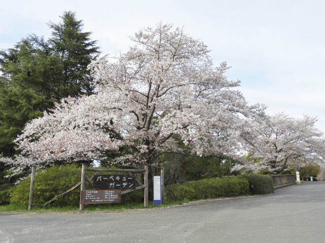 昭和記念公園・桜9