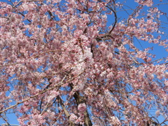 枝垂れ桜5