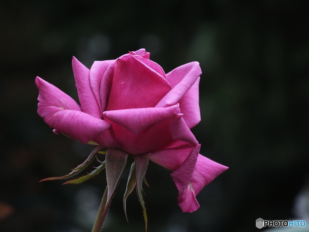 薔薇3