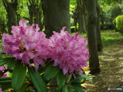 石楠花4