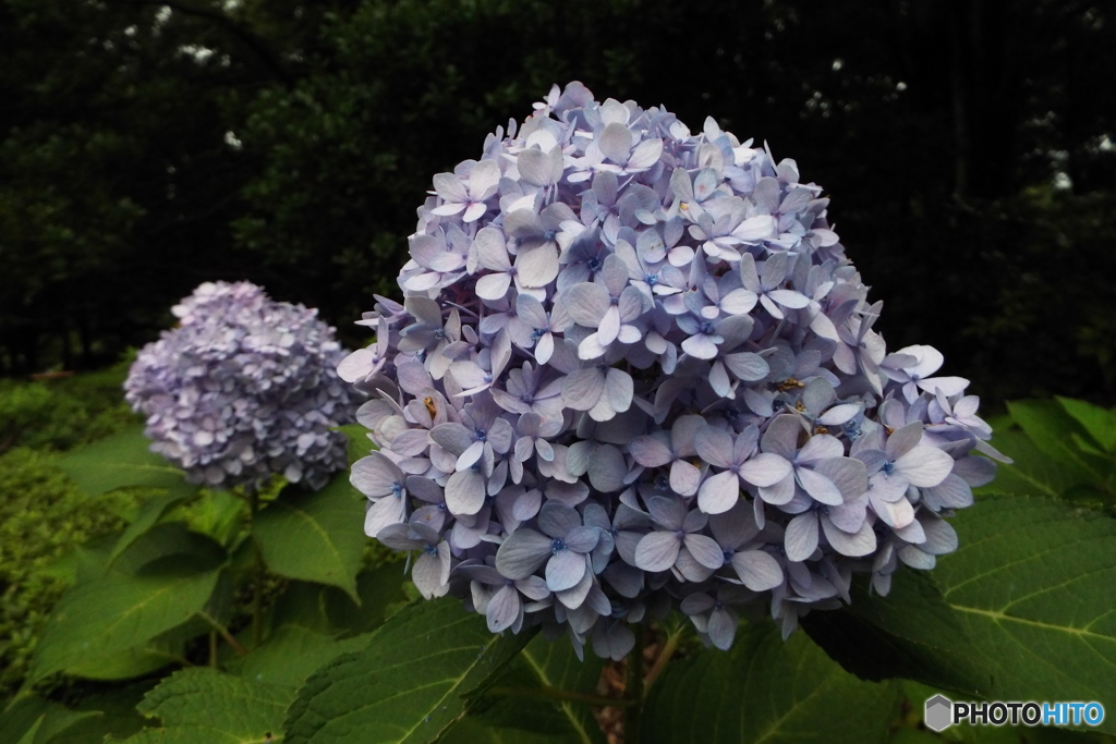 紫陽花