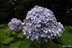 紫陽花
