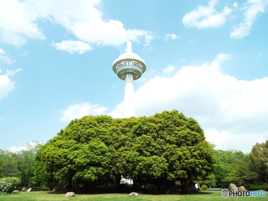 新緑の所沢航空記念公園1
