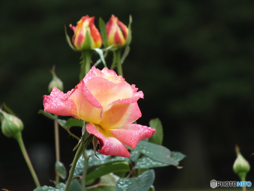 雫を纏った薔薇14