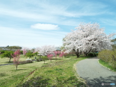 桜＆花桃6