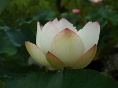 DSCF0112