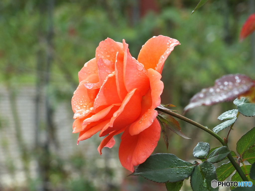 雫を纏った薔薇13