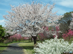 桜＆花桃2