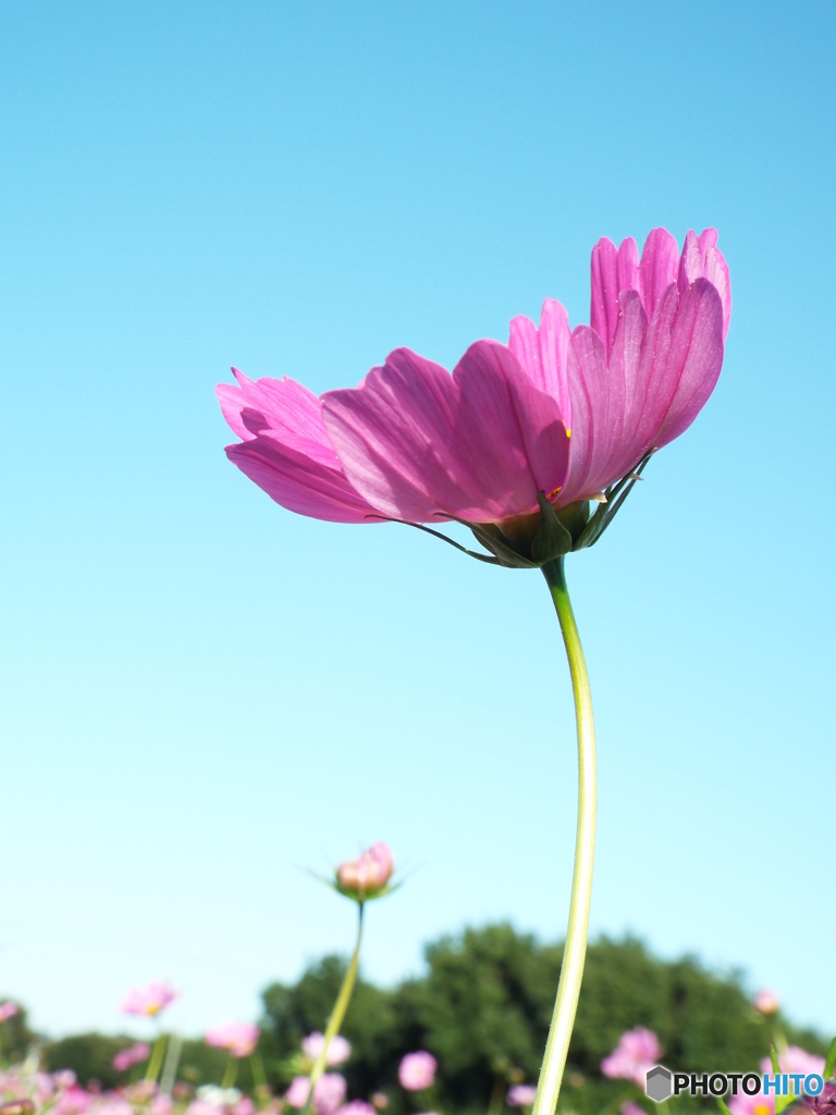 秋桜20