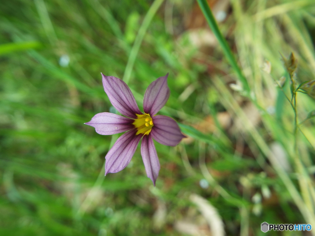 ニワゼキショウ1