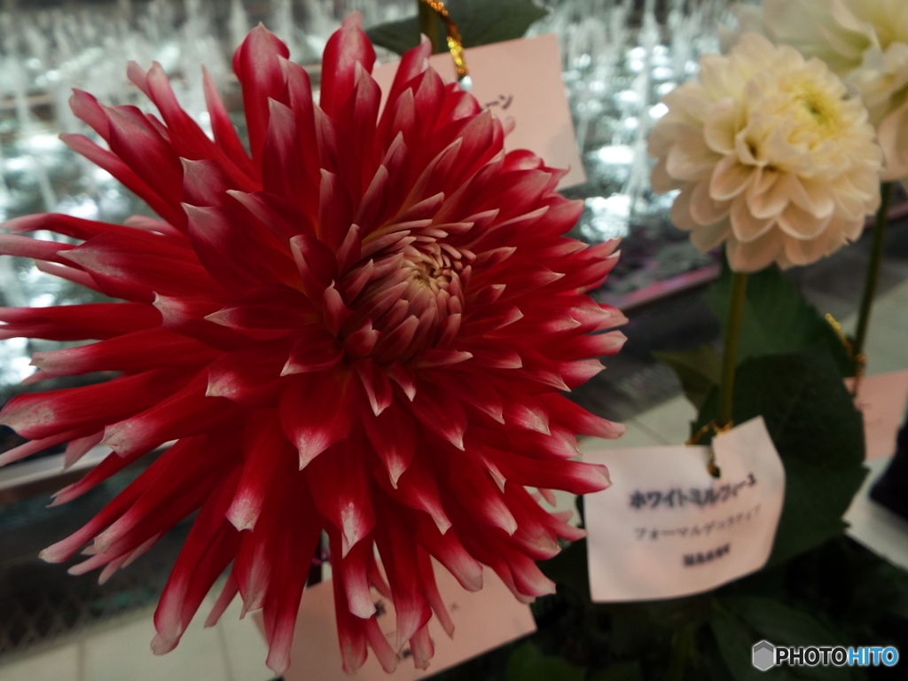 ダリアの華展2