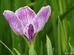 北山公園・花菖蒲9