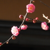 紅梅1