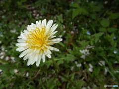 シロバナタンポポ