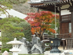 紅葉の能仁寺8