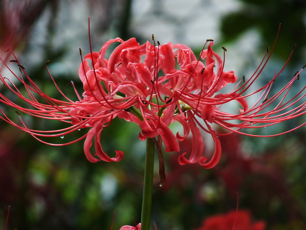 曼珠沙華9