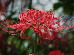 曼珠沙華9
