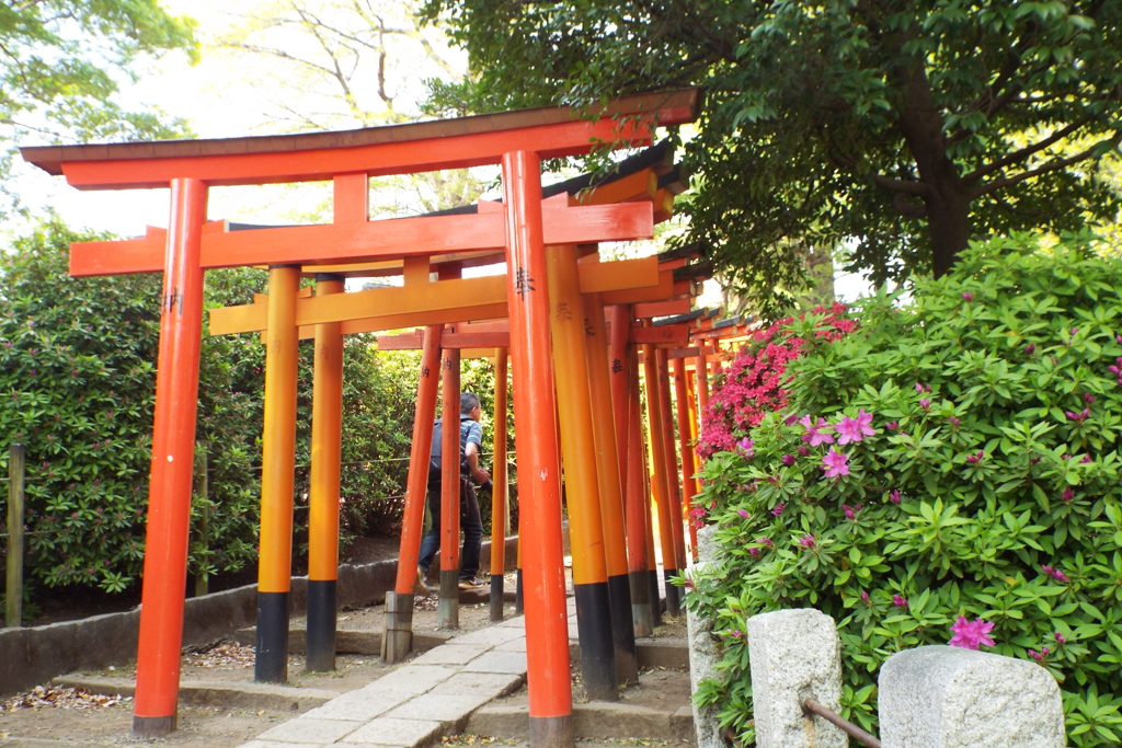 根津神社　千本鳥居