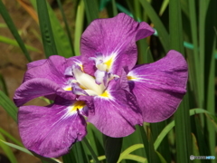 北山公園・花菖蒲11