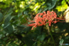 彼岸花13