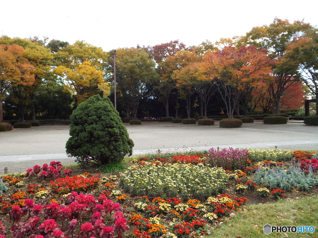花壇と紅葉