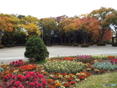 花壇と紅葉