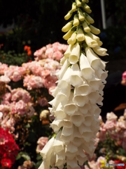 山下公園4