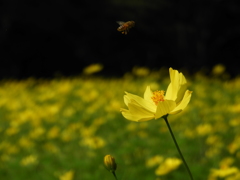 昭和記念公園・秋桜 11