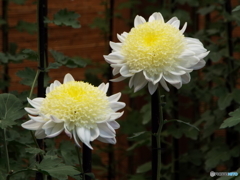 新宿御苑菊花壇展24