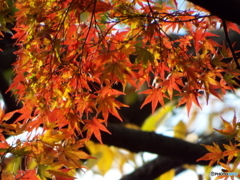 殿ヶ谷戸庭園・もみじ1
