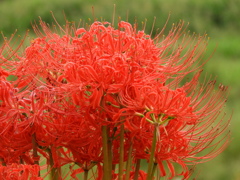 彼岸花19