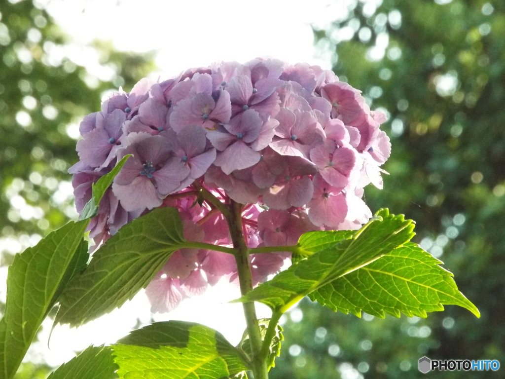 小平あじさい公園16