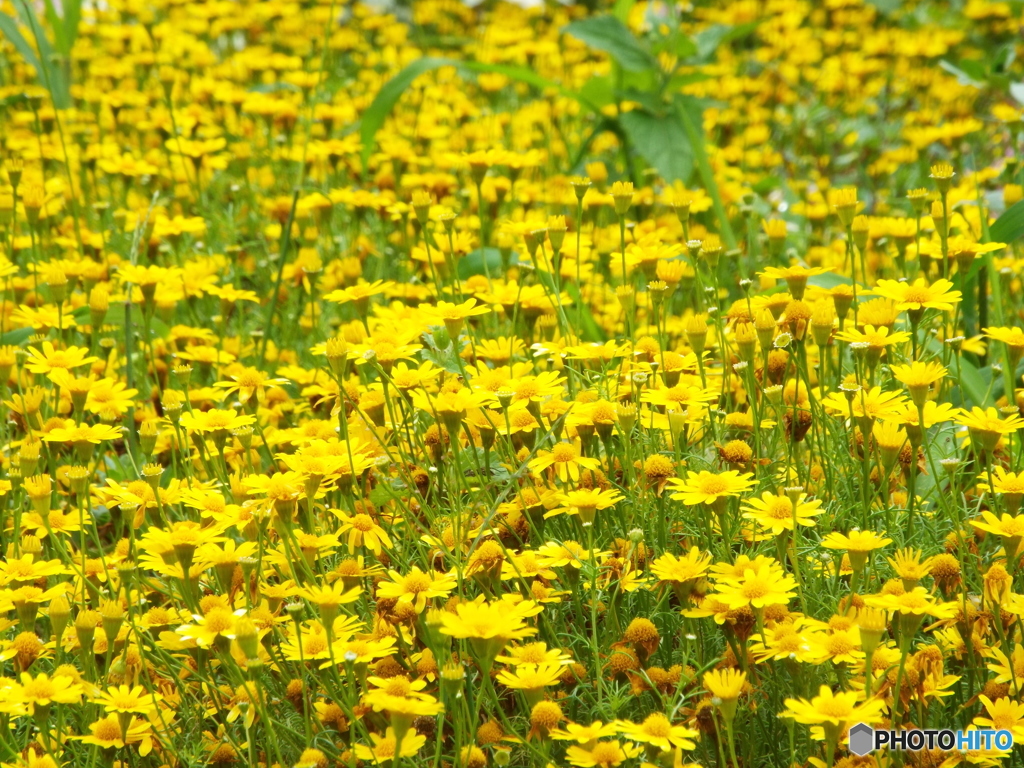 黄色の花