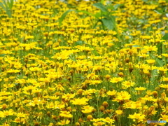 黄色の花