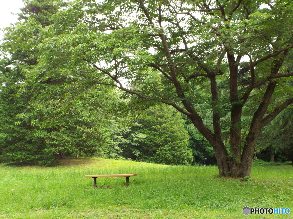 深緑の昭和記念公園18