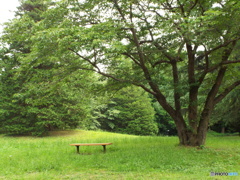 深緑の昭和記念公園18
