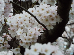 桜9