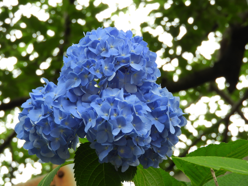 紫陽花7