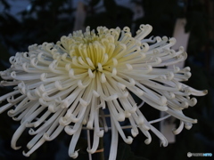 菊花展17