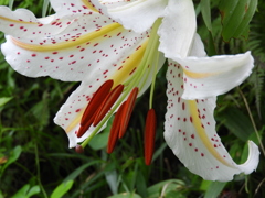 稲荷山公園・山百合11